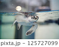 泳ぐウミガメの赤ちゃん 125727099