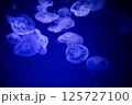 水槽の中を漂うクラゲ 125727100
