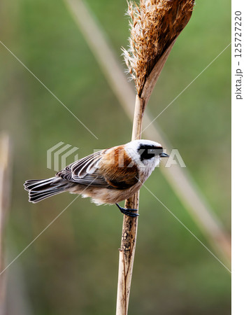 Little Bird Remiz Sits On A Reed With A Blurred Background 125727220