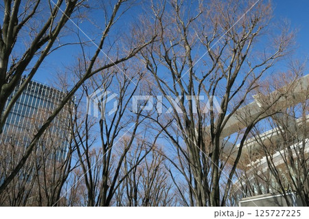 さいたま新都心けやき広場のケヤキの大木 125727225