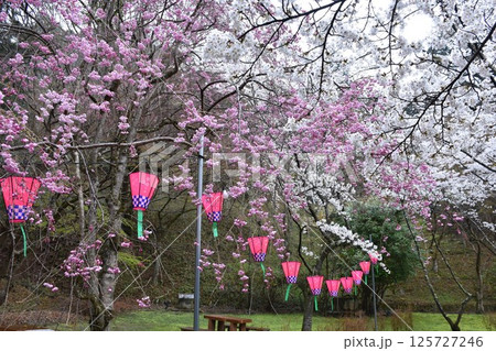 大和多武峰 談山神社 夫婦杉 大和多武峰 談山神社 夫婦杉 125727246