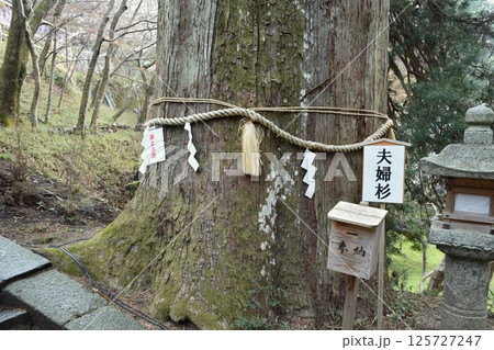 大和多武峰　談山神社　夫婦杉 125727247