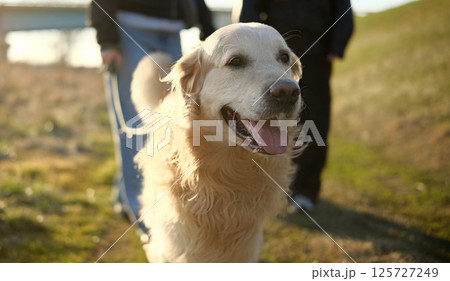 Golden Retriever Dog Walks On A Leash At Sunset Golden Retriever Dog Walks On A Leash At Sunset 125727249