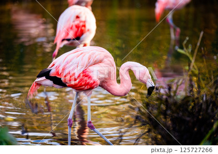Pink Flamingo Birds In The Water And A Young Bird Hunting For Fish In The National Park Pink Flamingo Birds In The Water And A Young Bird Hunting For Fish In The National Park 125727266