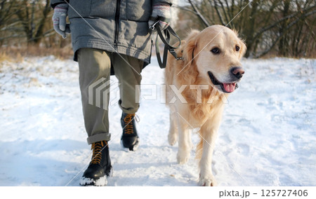 Girl Walks With Golden Retriever Dog, Beautiful Pet, On Leash During Winter Stroll 125727406