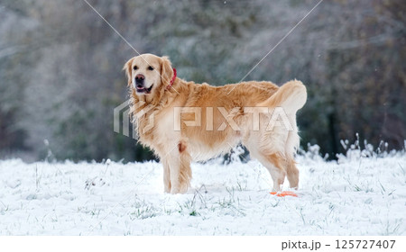 Adorable Golden Retriever Dog Walking An A Snow Field In Winter 125727407
