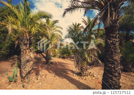 Row of tropical palms. Tropical landscape. Beautiful tropical nature 125727512