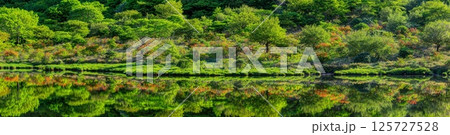 レンゲツツジ咲く新緑の覚満淵（パノラマ） 125727528