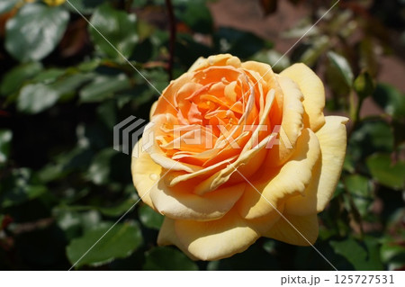 晴天の中、美しく咲く薔薇 晴天の中、美しく咲く薔薇 125727531