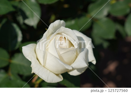 晴天の中、美しく咲く薔薇 晴天の中、美しく咲く薔薇 125727560