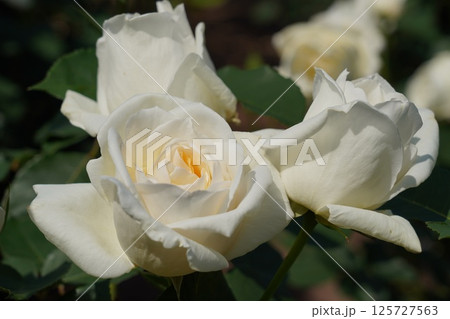 晴天の中、美しく咲く薔薇 晴天の中、美しく咲く薔薇 125727563