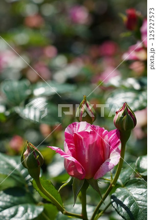 晴天の中、美しく咲く薔薇 晴天の中、美しく咲く薔薇 125727573