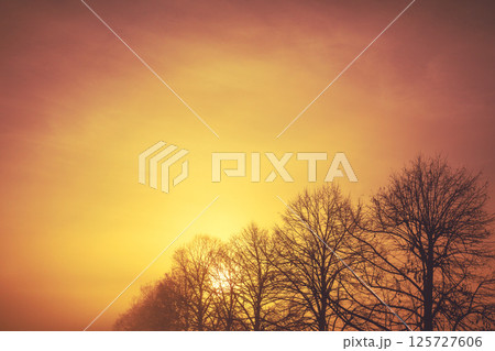 Silhouette of bare trees in early misty morning 125727606