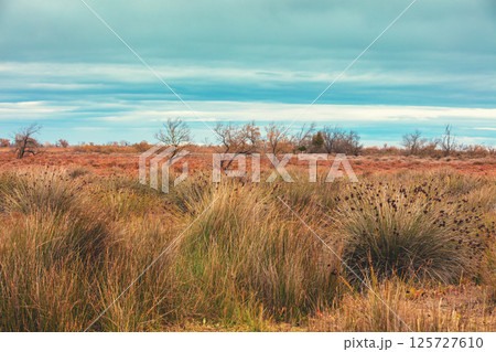 Wild field with cloudy sky. Camargue nature park in autumn. Provence France Europe 125727610