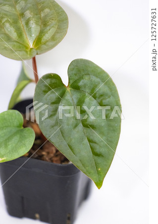 観葉植物　アンスリウム　パピリラミナム×ルクスリアンス 125727631