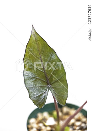 観葉植物 アロカシア メタルヘッド 観葉植物 アロカシア メタルヘッド 125727636
