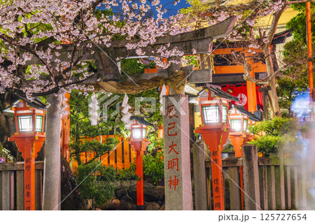 京都　祇園白川　辰巳大明神　満開の夜桜 125727654