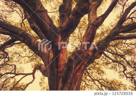 The oldest Cork oak (Quercus suber) in the world. Portugal Alentejo. Nature background The oldest Cork oak (Quercus suber) in the world. Portugal Alentejo. Nature background 125728038