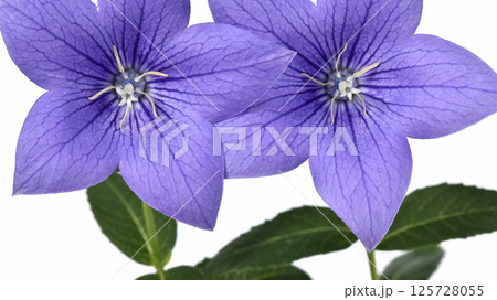 桔梗の花 秋の七草のひとつ 16:9( fix撮影 ) 桔梗の花 秋の七草のひとつ 16:9( fix撮影 ) 125728055