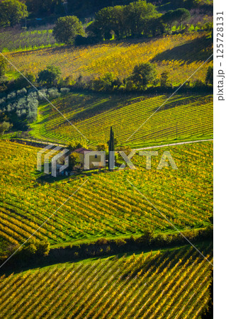 Scenic view of a vineyard and countryside during autumn Scenic view of a vineyard and countryside during autumn 125728131