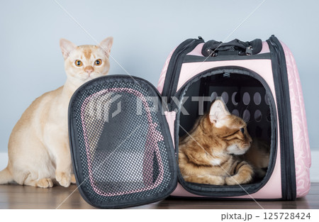 Luxury pet carrier with purebred cat in minimalist home interior 125728424