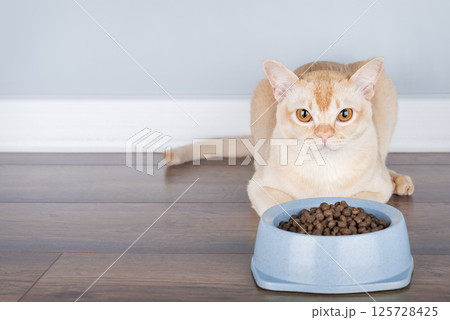 Burmese cat eating dry food from a bowl. Burmese cat eating dry food from a bowl. 125728425