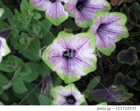 紫色の花を咲かすペチュニア 紫色の花を咲かすペチュニア 125728535