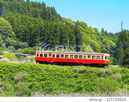 新緑の中を走る小湊鉄道 125728824