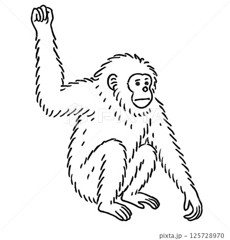 テナガザルの線画イラスト、動物シリーズ、アイコン、背景なし、素材 125728970