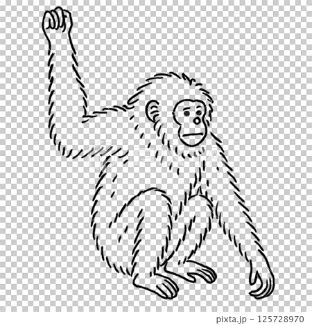 テナガザルの線画イラスト、動物シリーズ、アイコン、背景なし、素材 125728970