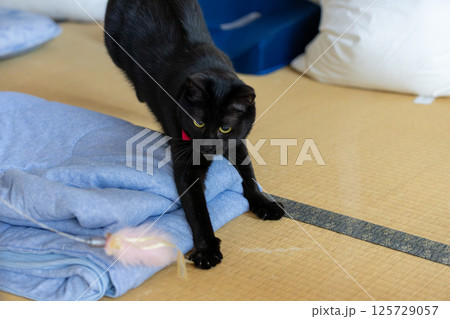 黒猫 125729057