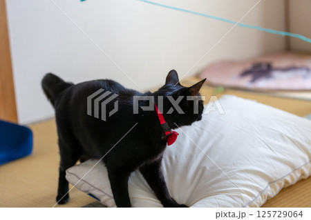 黒猫 黒猫 125729064