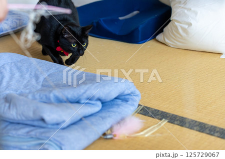 黒猫 黒猫 125729067