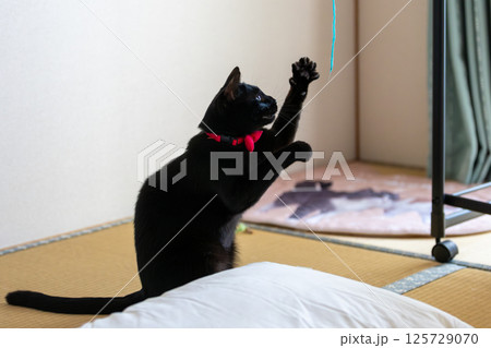 黒猫 黒猫 125729070