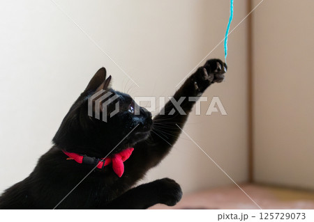 黒猫 黒猫 125729073