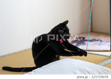 黒猫 黒猫 125729076