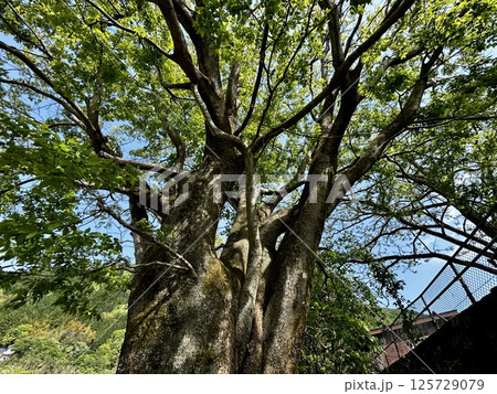 大きな木 125729079