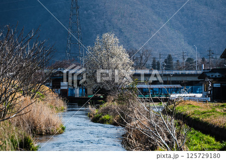 【光と陰】湧水川とコブシ【安曇野市】 125729180