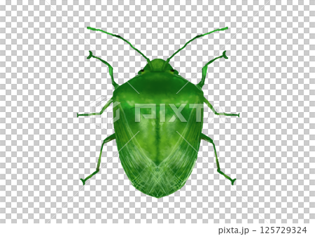 カメムシ 125729324