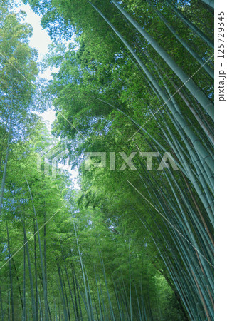 【京都府嵐山】天龍寺の竹林 【京都府嵐山】天龍寺の竹林 125729345