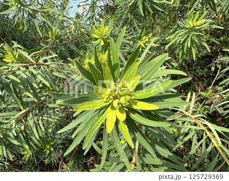 Mediterranean spurge or Albanian spurge (lat.- Euphorbia characias) Mediterranean spurge or Albanian spurge (lat.- Euphorbia characias) 125729369