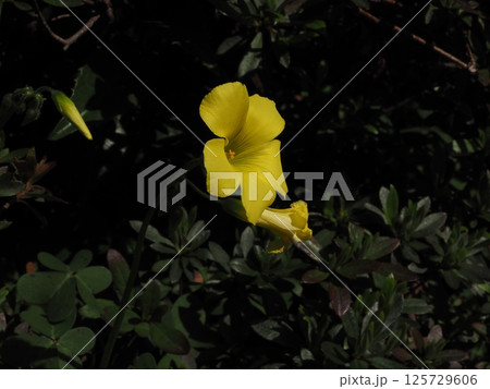 ひっそりと咲く黄色いカタバミ 125729606