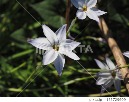 星型の可愛いハナニラの花、ただし毒草 125729609