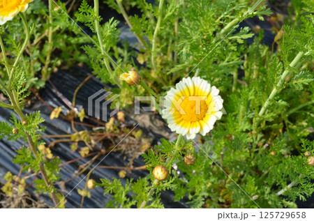 黄色と白の春菊の花小 黄色と白の春菊の花小 125729658