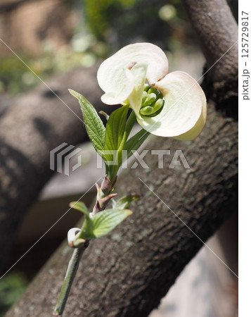 花水木の花一輪 花水木の花一輪 125729817