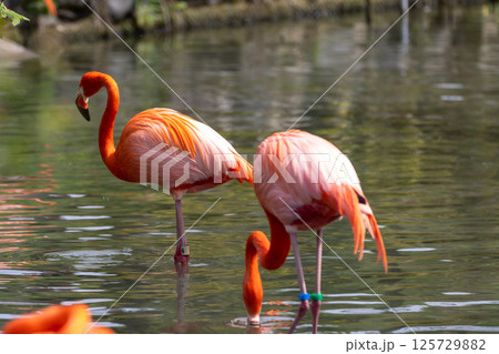 水辺で休むフラミンゴ 125729882