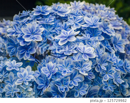 島根県オリジナル品種・万華鏡あじさいの紫のグラデーション Mosaic Hydrangea from 島根県オリジナル品種・万華鏡あじさいの紫のグラデーション Mosaic Hydrangea from 125729982