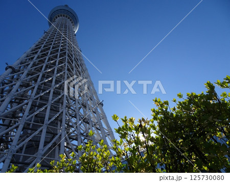 十一月の東京スカイツリー-9 125730080