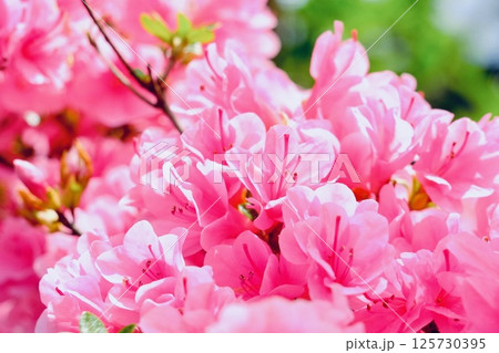 アザレア 125730395