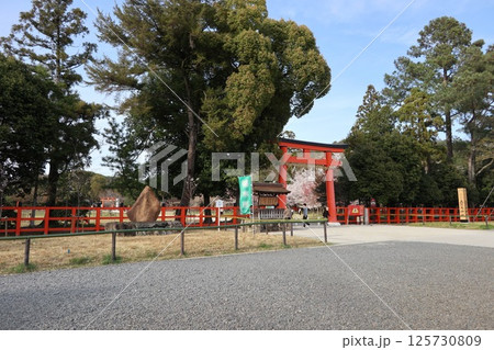 京都の世界遺産、上賀茂神社(賀茂大社) 125730809